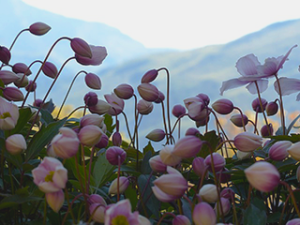 Archetypal astrology frontpage fall anemone